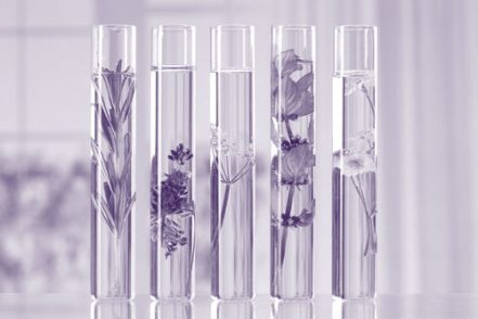 aromatherapie_violet