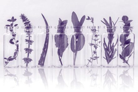 phytotherapie_violet